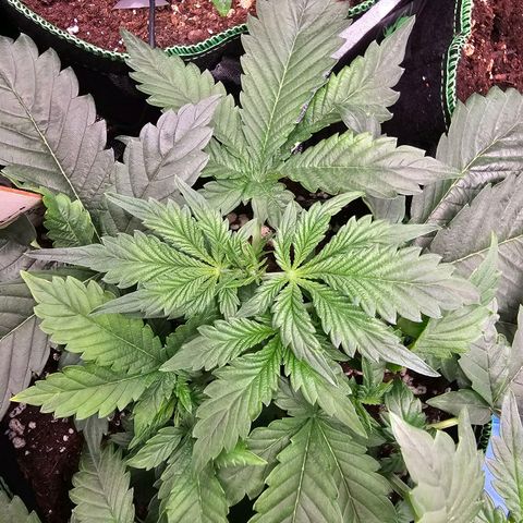 Pink rozay  growlog timeline photo