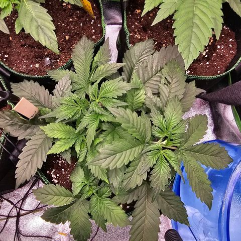 Pink rozay  growlog timeline photo