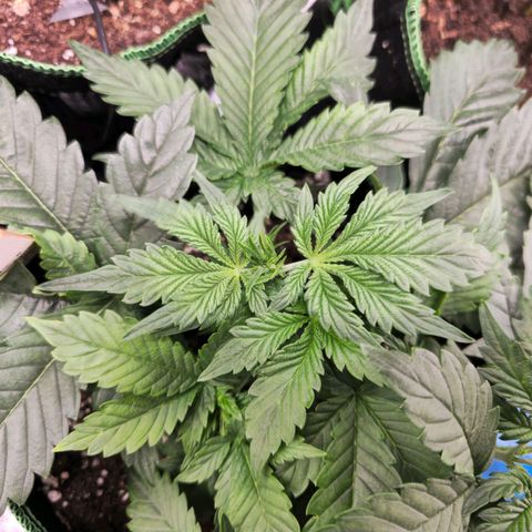 Pink rozay  growlog timeline photo