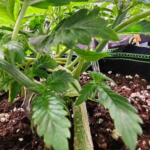 Pink rozay  growlog timeline photo