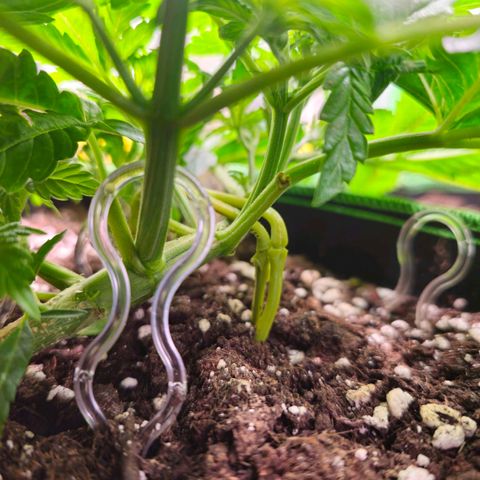 Pink rozay  growlog timeline photo