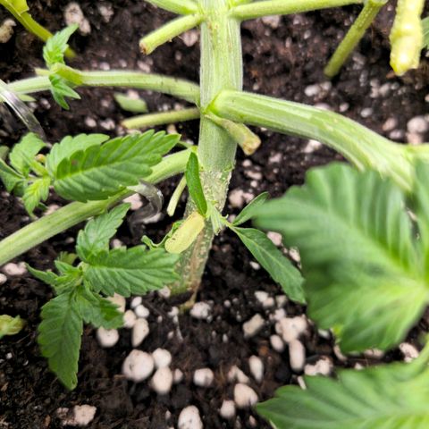 Pink rozay  growlog timeline photo