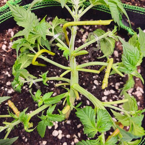 Pink rozay  growlog timeline photo