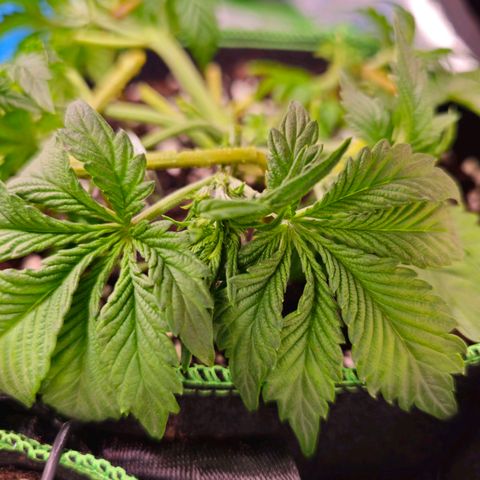 Pink rozay  growlog timeline photo