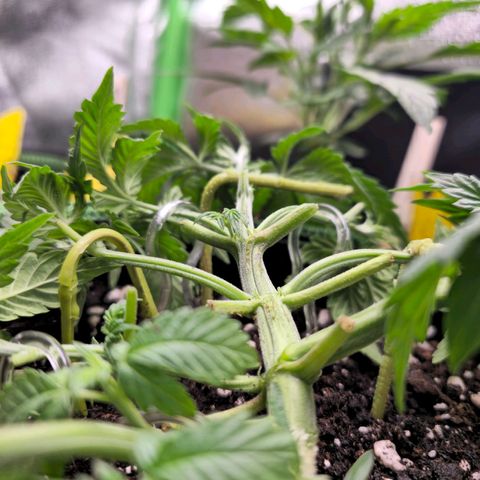 Pink rozay  growlog timeline photo