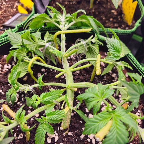 Pink rozay  growlog timeline photo