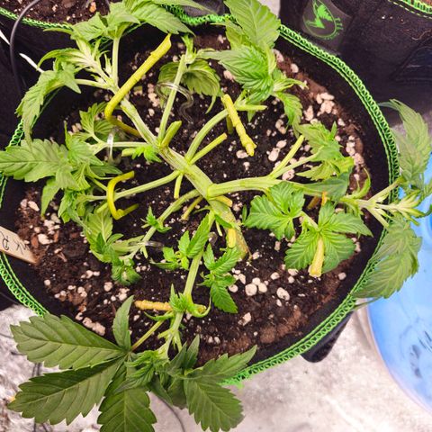 Pink rozay  growlog timeline photo