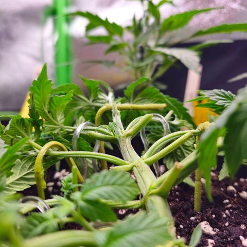 Pink rozay  growlog timeline photo