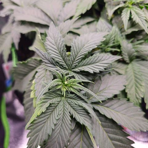 Pink rozay  growlog timeline photo