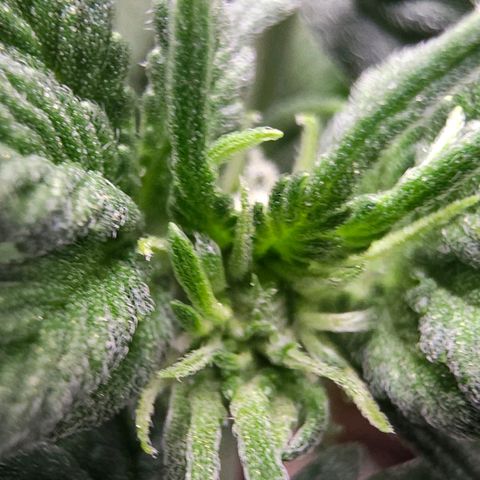 Pink rozay  growlog timeline photo