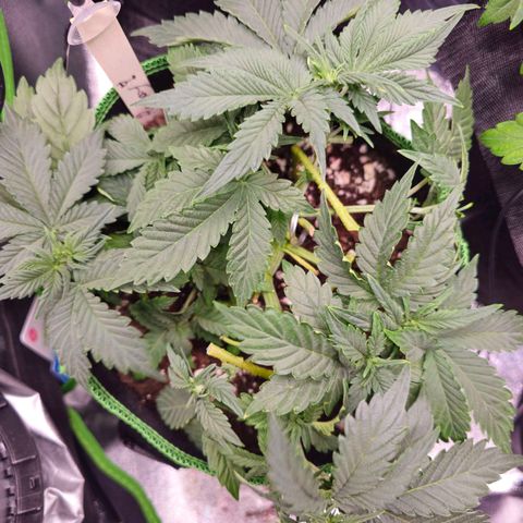 Pink rozay  growlog timeline photo