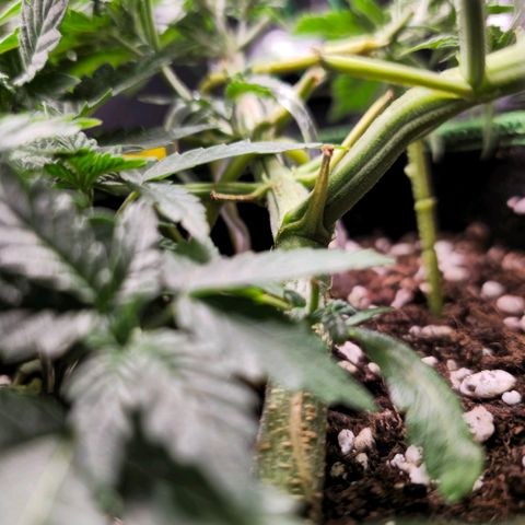 Pink rozay  growlog timeline photo