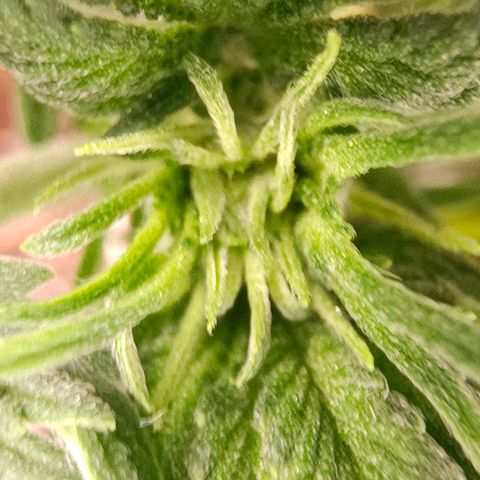 Pink rozay  growlog timeline photo