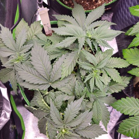Pink rozay  growlog timeline photo