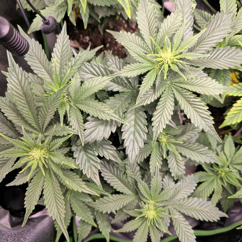 Pink rozay  growlog timeline photo
