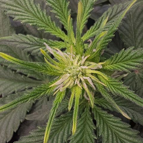 Pink rozay  growlog timeline photo