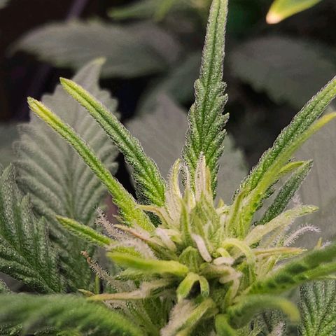 Pink rozay  growlog timeline photo