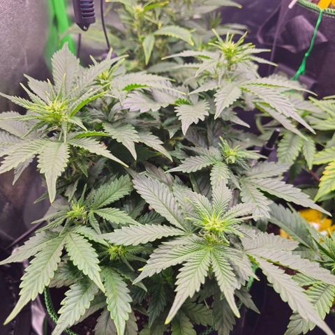Pink rozay  growlog timeline photo