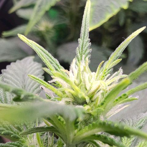 Pink rozay  growlog timeline photo