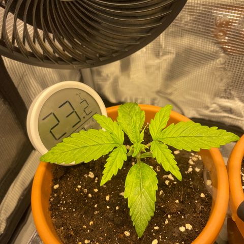 Royale Haze growlog photo: Neues Update zu den kleinen !!