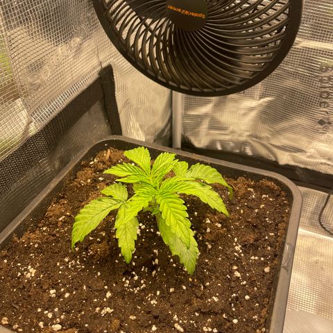 Royale Haze growlog timeline photo