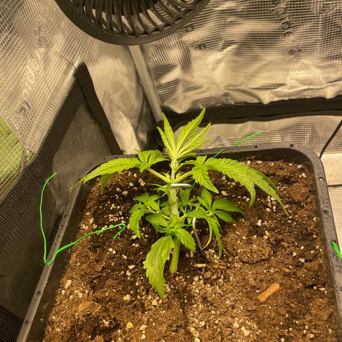 Royale Haze growlog photo: Low Stress Training 