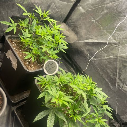 Royale Haze growlog timeline photo