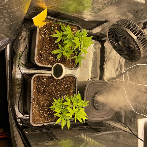 Royale Haze growlog timeline photo