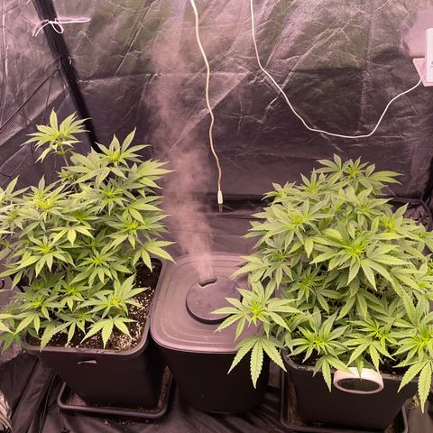Royale Haze growlog timeline photo