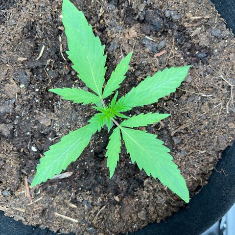 Lemon Cake growlog timeline photo