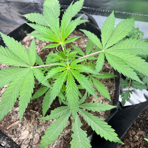 Lemon Cake growlog timeline photo