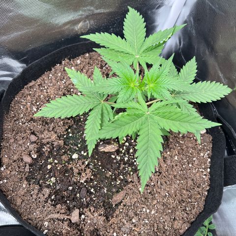 Lemon Cake growlog timeline photo