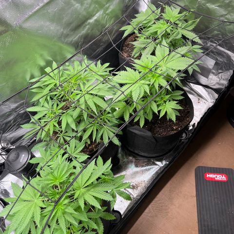 Lemon Cake growlog timeline photo