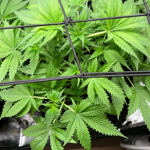 Lemon Cake growlog timeline photo