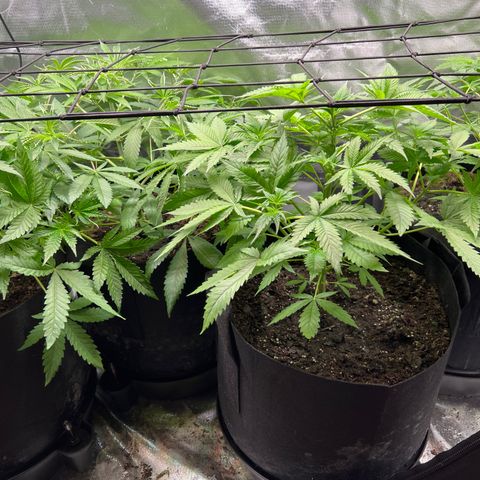 Lemon Cake growlog timeline photo
