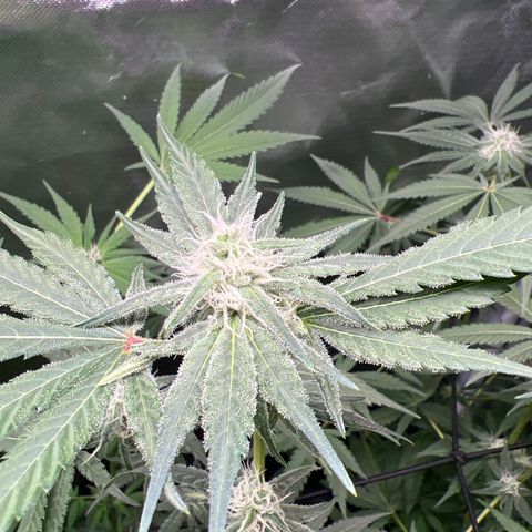Lemon Cake growlog timeline photo