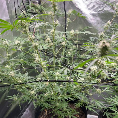Lemon Cake growlog timeline photo