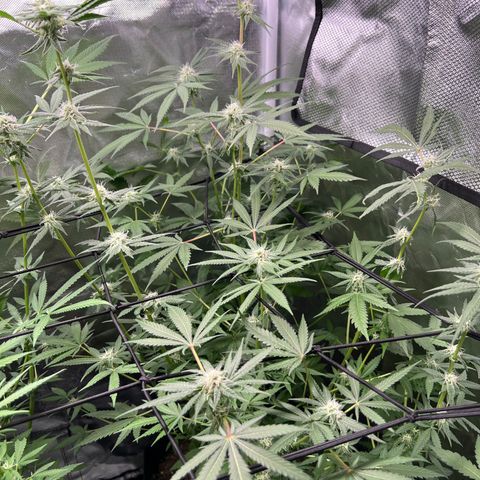 Lemon Cake growlog timeline photo