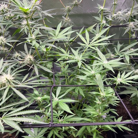 Lemon Cake growlog timeline photo