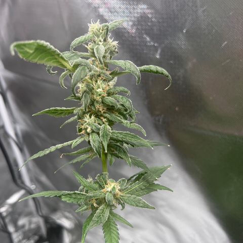 Lemon Cake growlog timeline photo