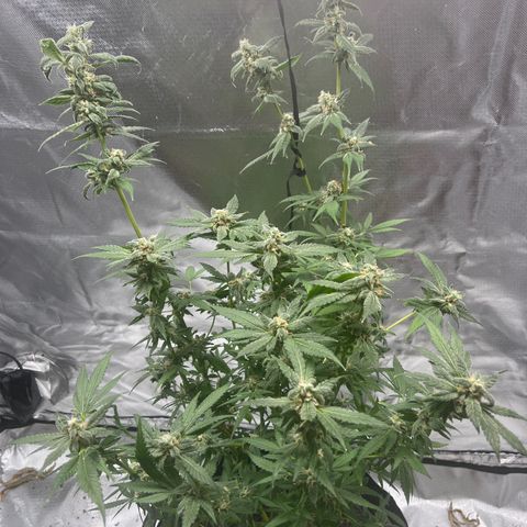 Lemon Cake growlog timeline photo