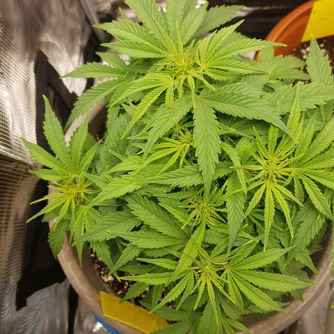 Blaunzy growlog timeline photo