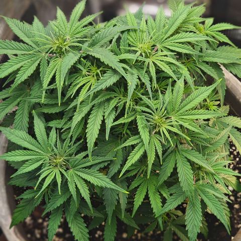 Blaunzy growlog timeline photo