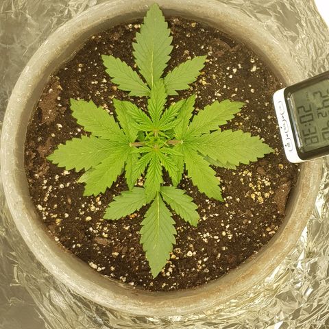 Blaunzy growlog timeline photo