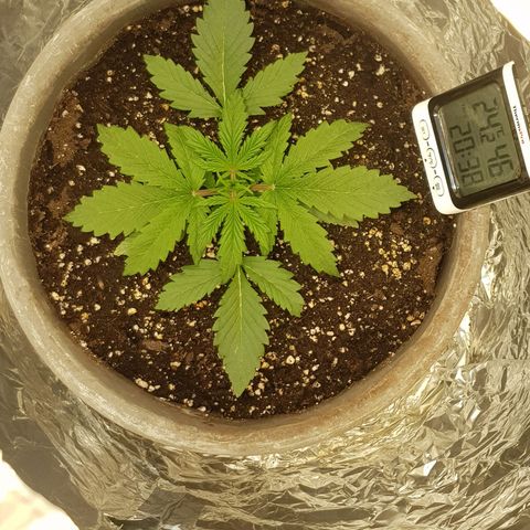 Blaunzy growlog timeline photo