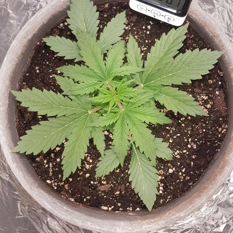 Blaunzy growlog timeline photo