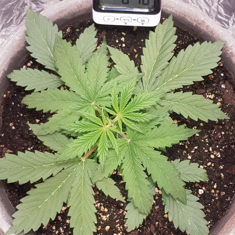 Blaunzy growlog timeline photo