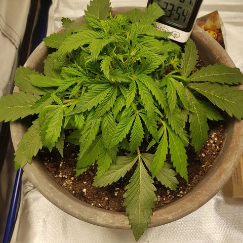 Blaunzy growlog timeline photo