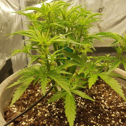 Blaunzy growlog timeline photo