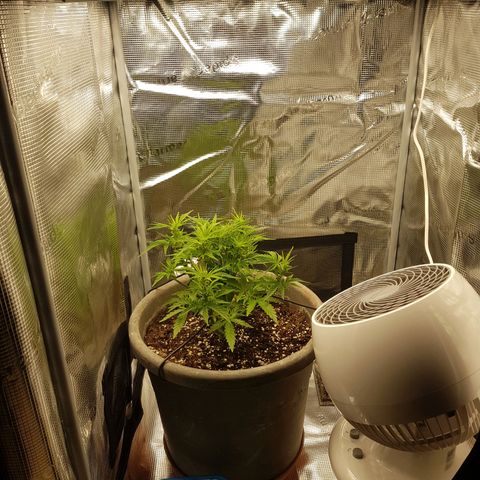 Blaunzy growlog timeline photo